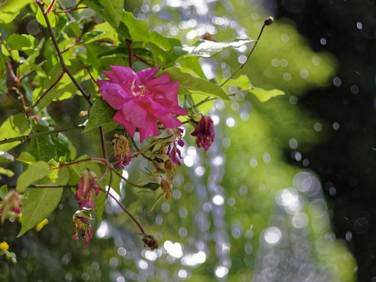 Вилла д'Эсте 14