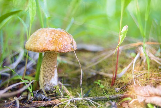 Урожай 2016 ))