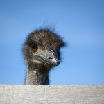 Чего принёс?