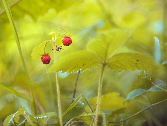 Земляника...