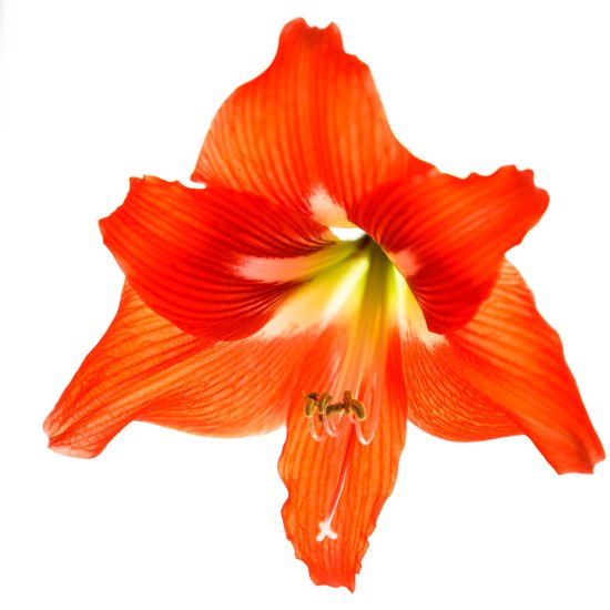 Алый цветок